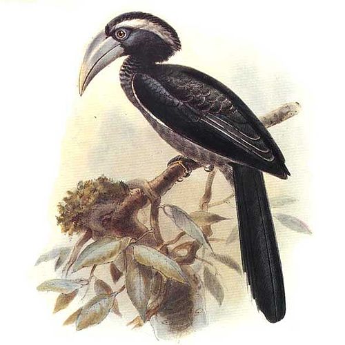 Black dwarf hornbill